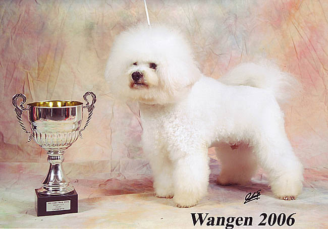 Merlin Bichon Frise auf der Ausstellung in Wangen